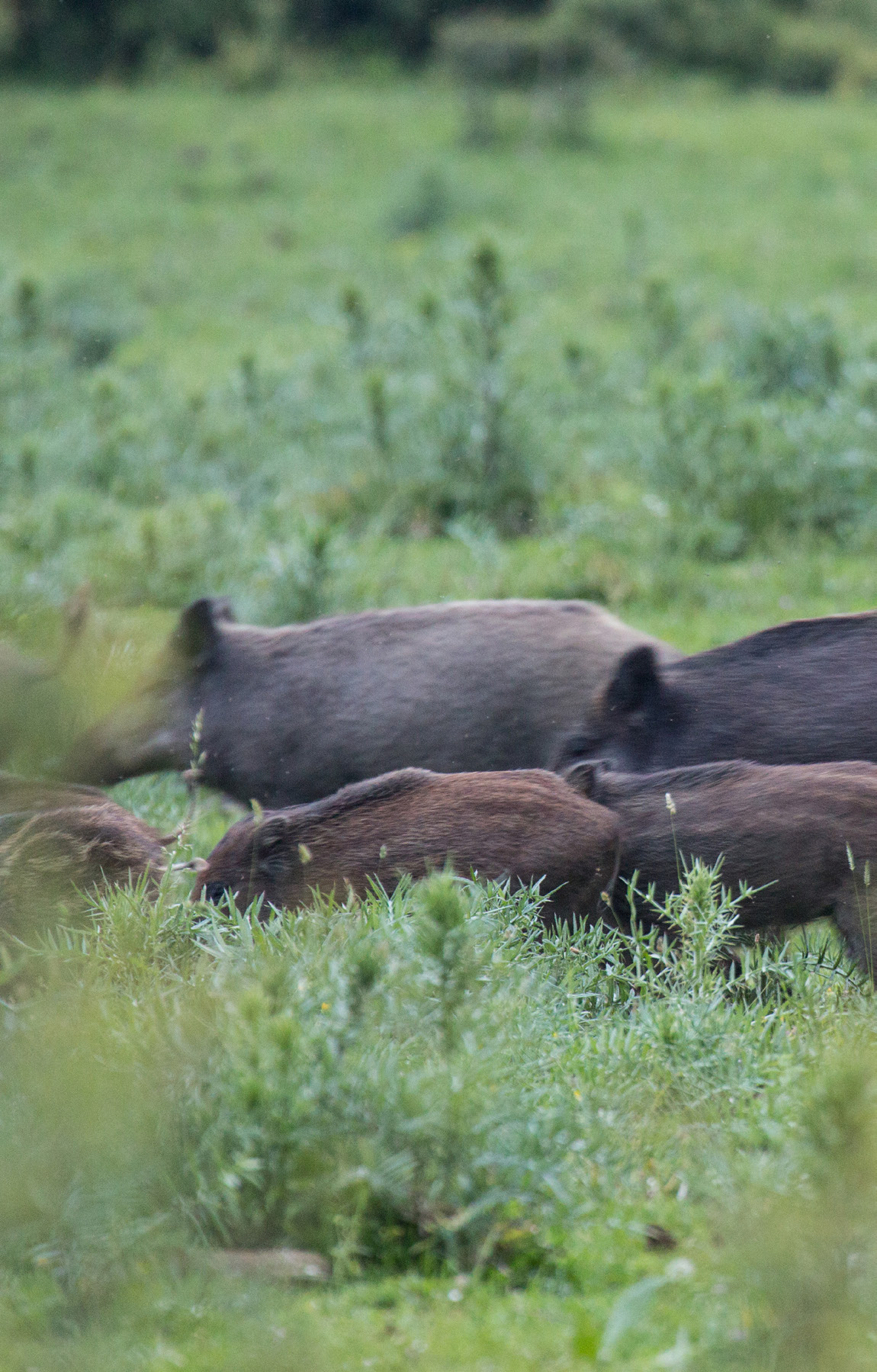 Wild boars crossing a meadow, Central Apennines