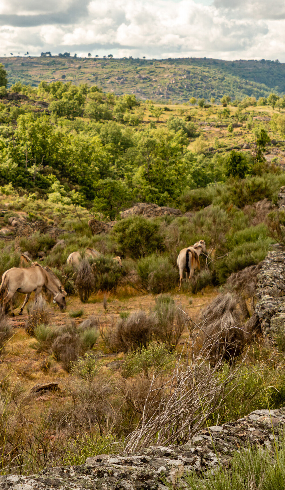 Sorraia horses in Vale Carapito, Greater Côa Valley