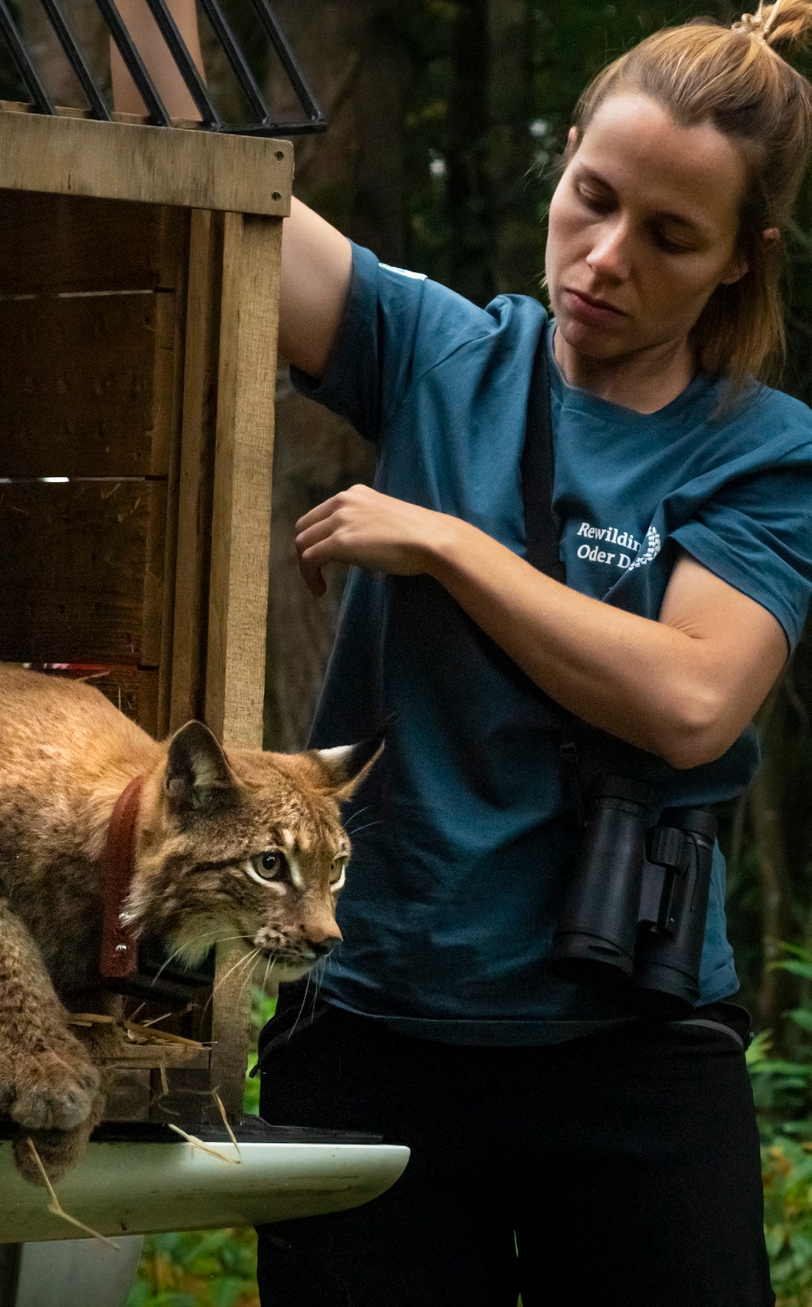 Lynx being released, Rewilding Oder Delta.