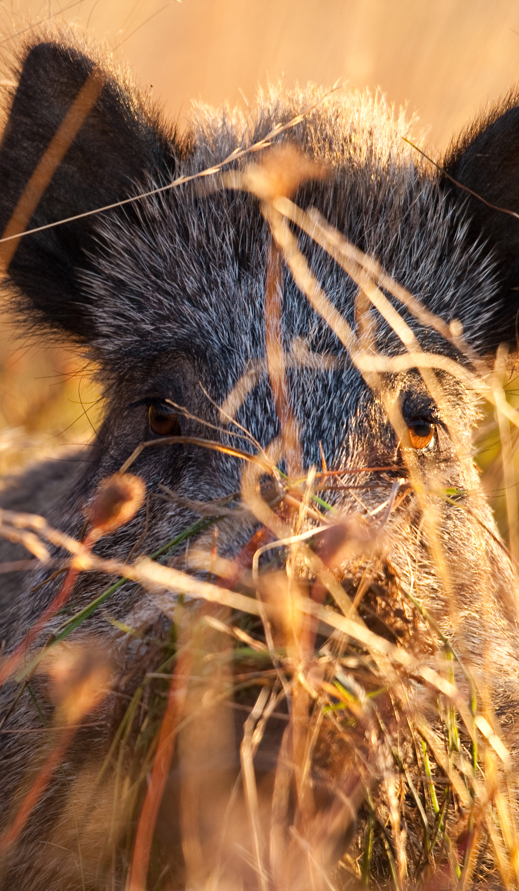 Cinghiale nell’erba alta, Abruzzo, Appennino Centrale