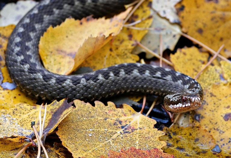 Rewilding and the UK's Dangerous Wild Animals Act