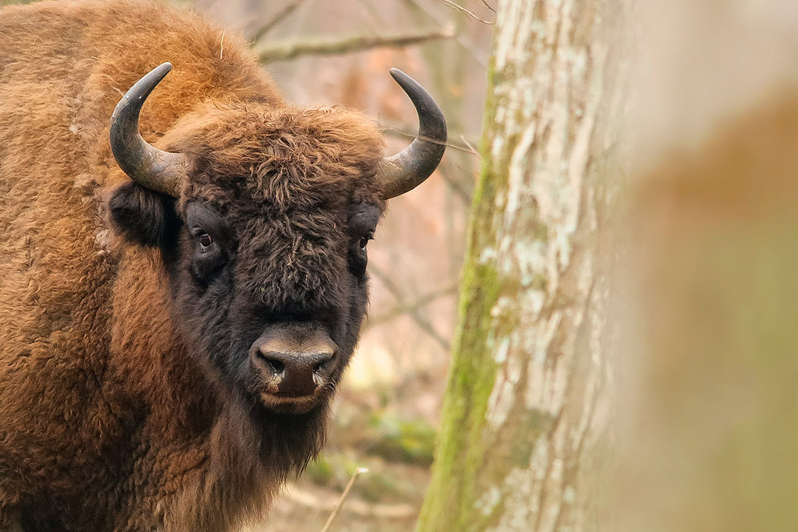 Andrea_Zampatti_European_bison