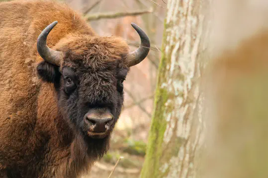 Large Herbivores in Rewilding Projects