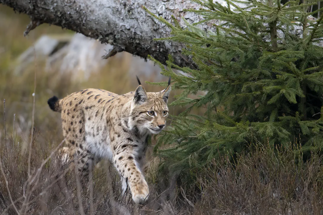Lynx