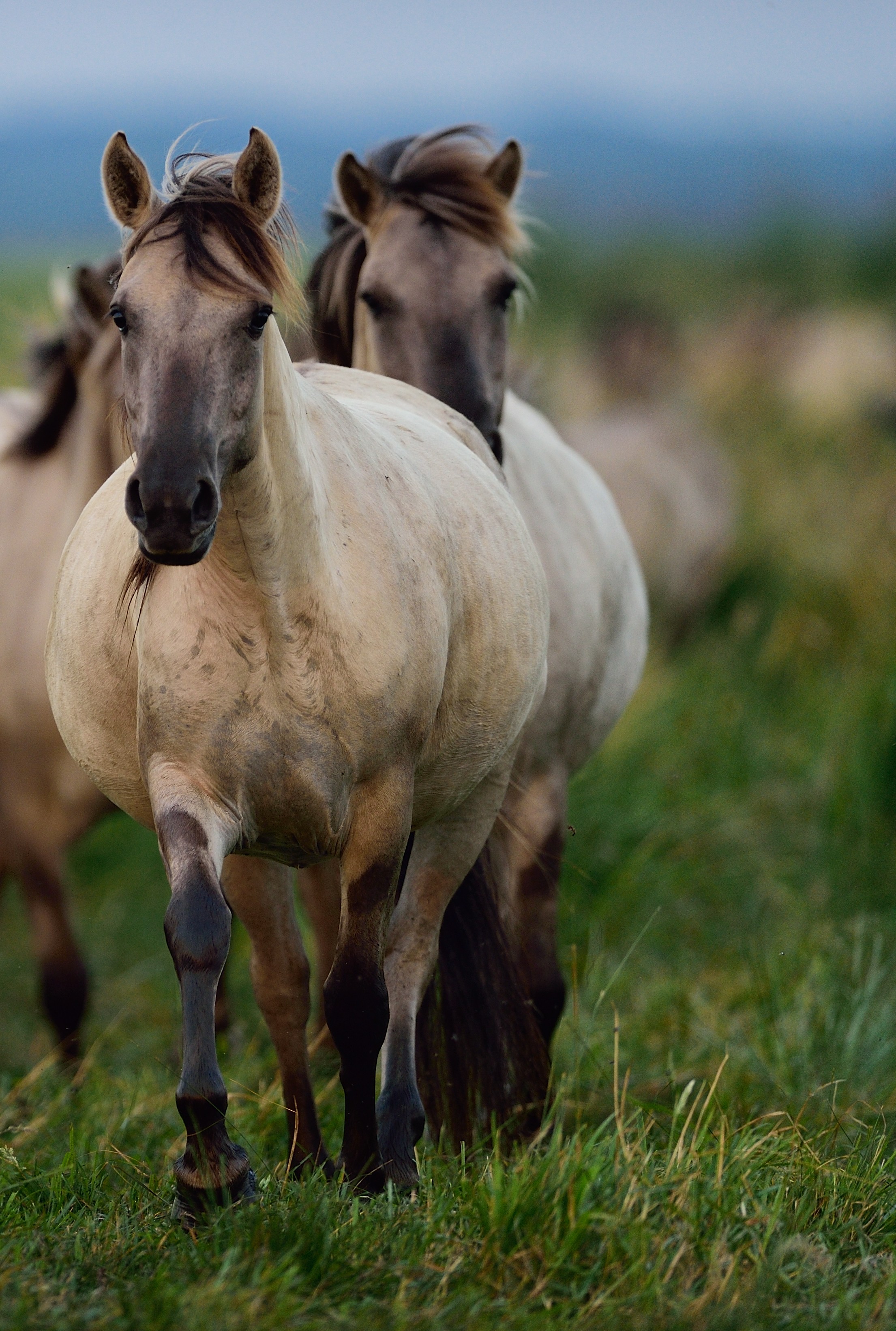 Solvin_Zankl_Rewilding_Europe_horses