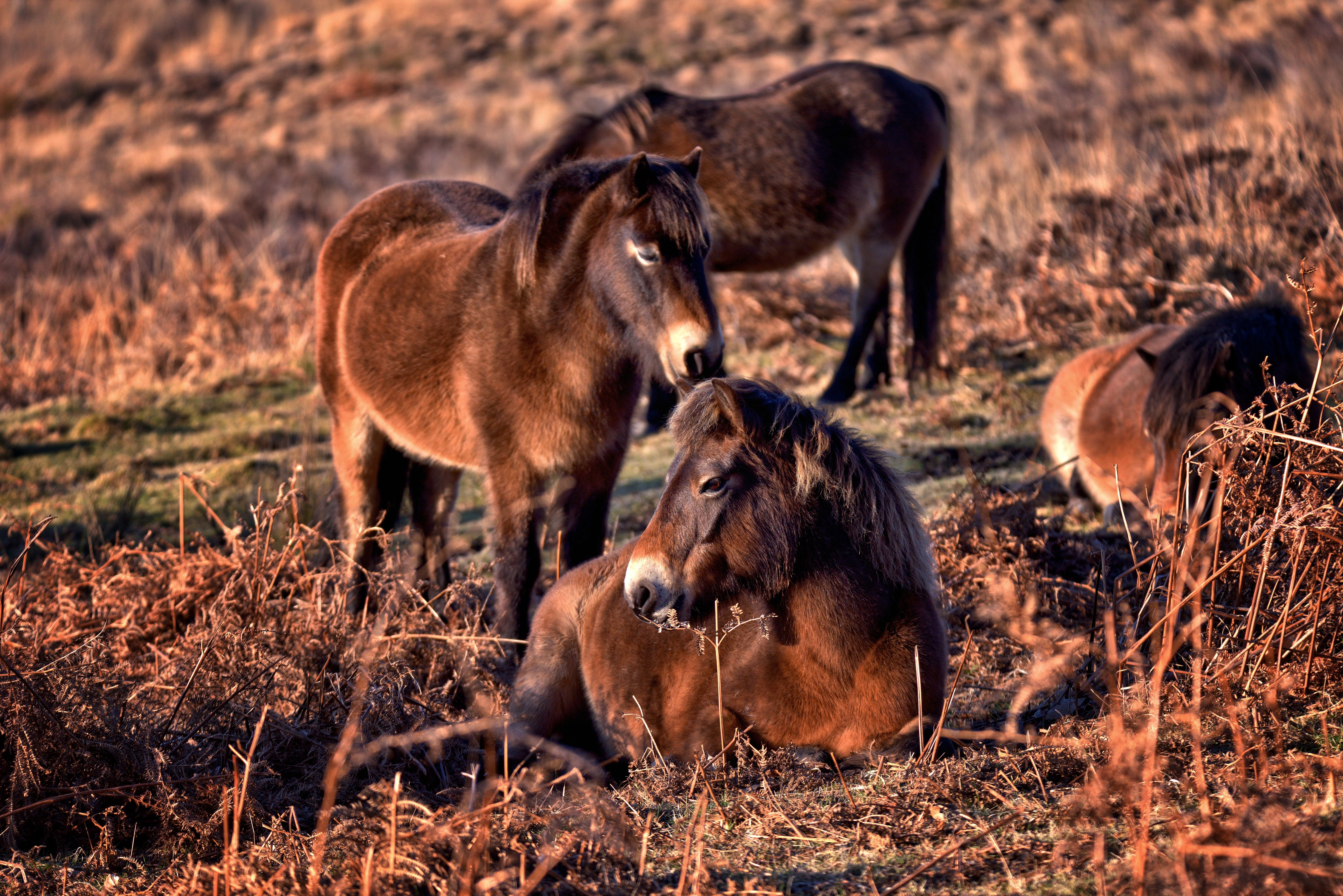 Tom_Lee_Exmoor_ponies
