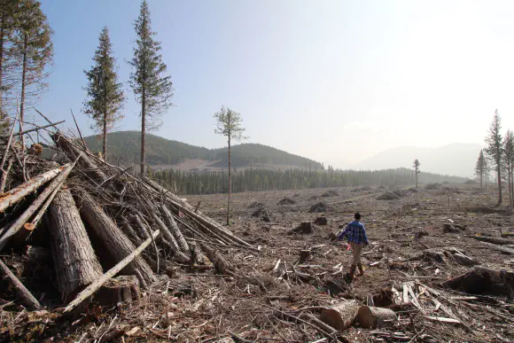 Using the law to protect wild landscapes: examples from the Forest Litigation Collaborative 