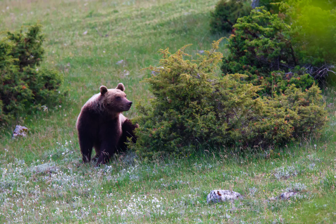 Bruno D'Amicis / Rewilding Europe