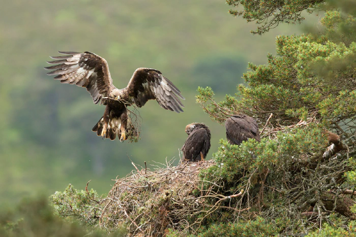 Scotland