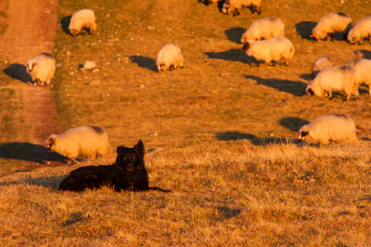 Liability for damage caused by animals