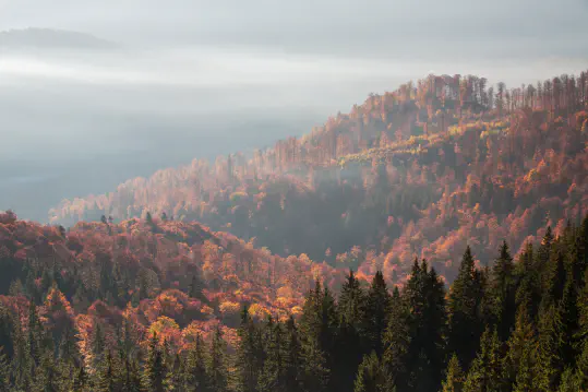Forest and Woodland Management
