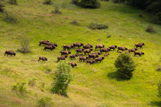 Wildlife Reintroductions