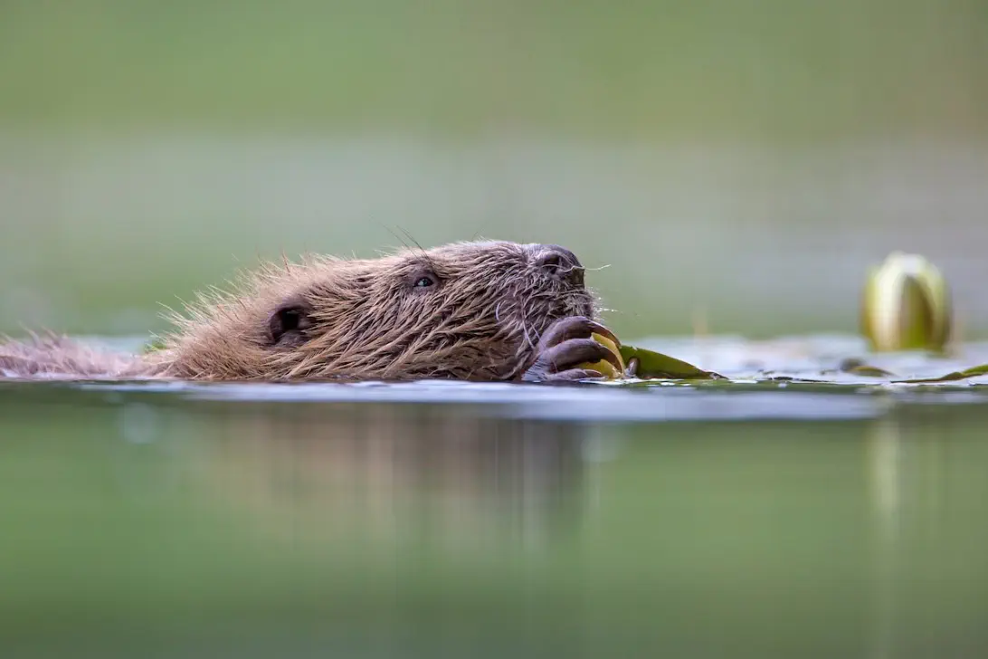 The Lifescape Project response to English Beaver Reintroduction Consultation