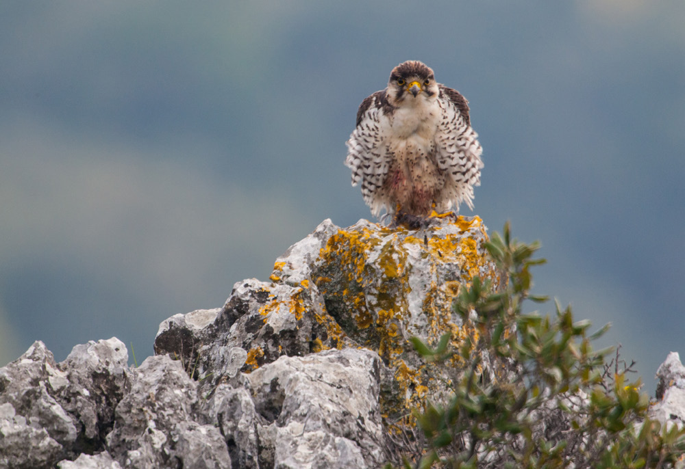 Falco lanario che scuote le piume, Appennino centrale.
