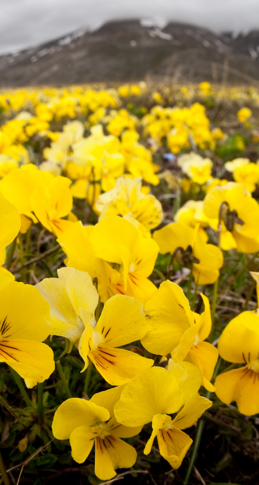 Le viole di Eugenia in piena fioritura sull’altopiano, Appennino Centrale.