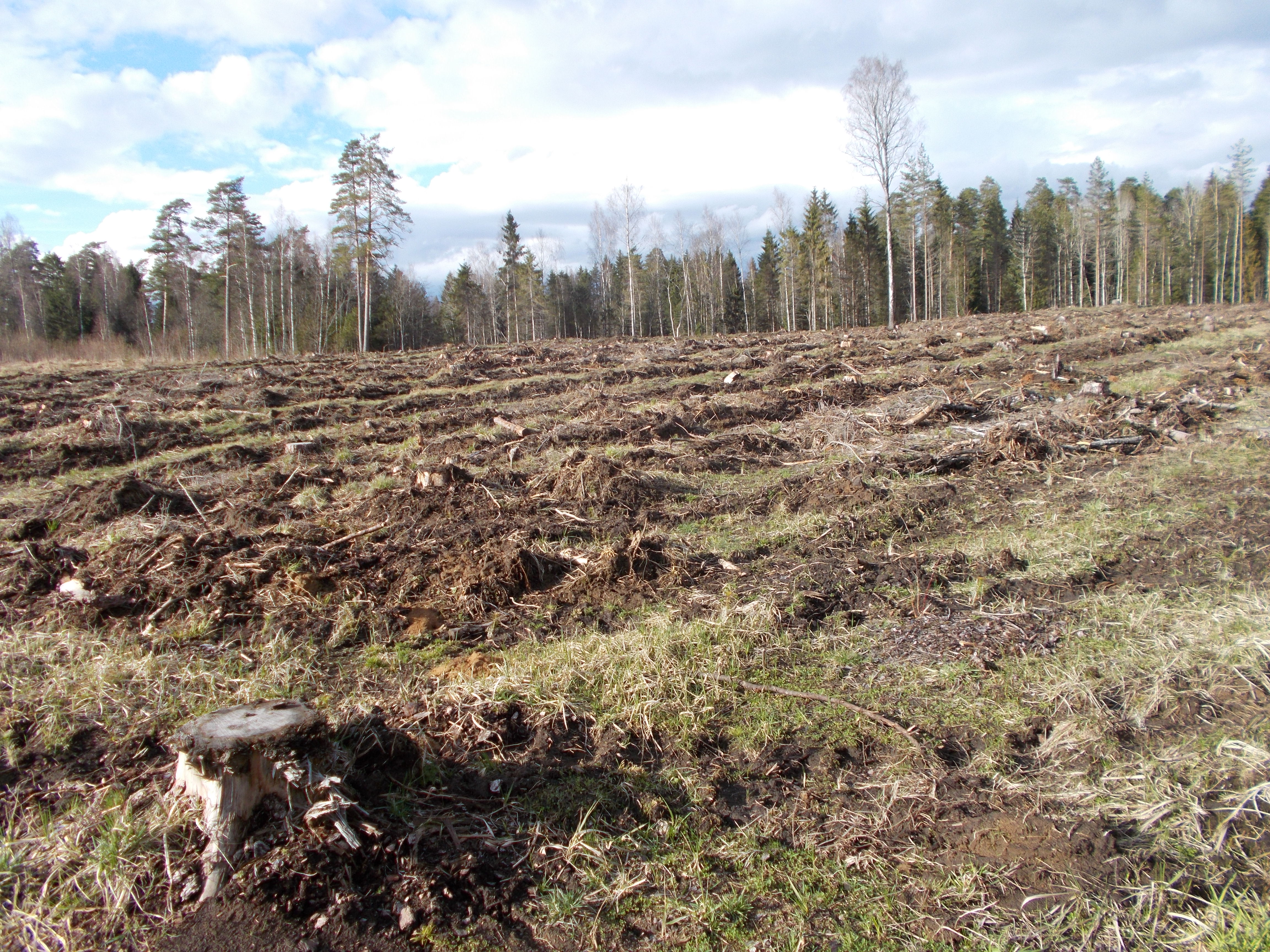 A photo of a clearcut forest in Estonia