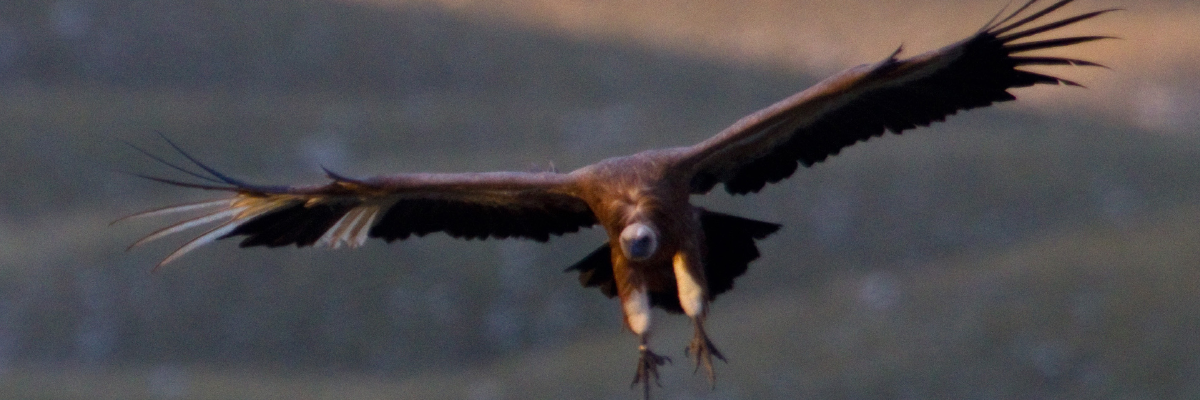 Rewilding in Italy