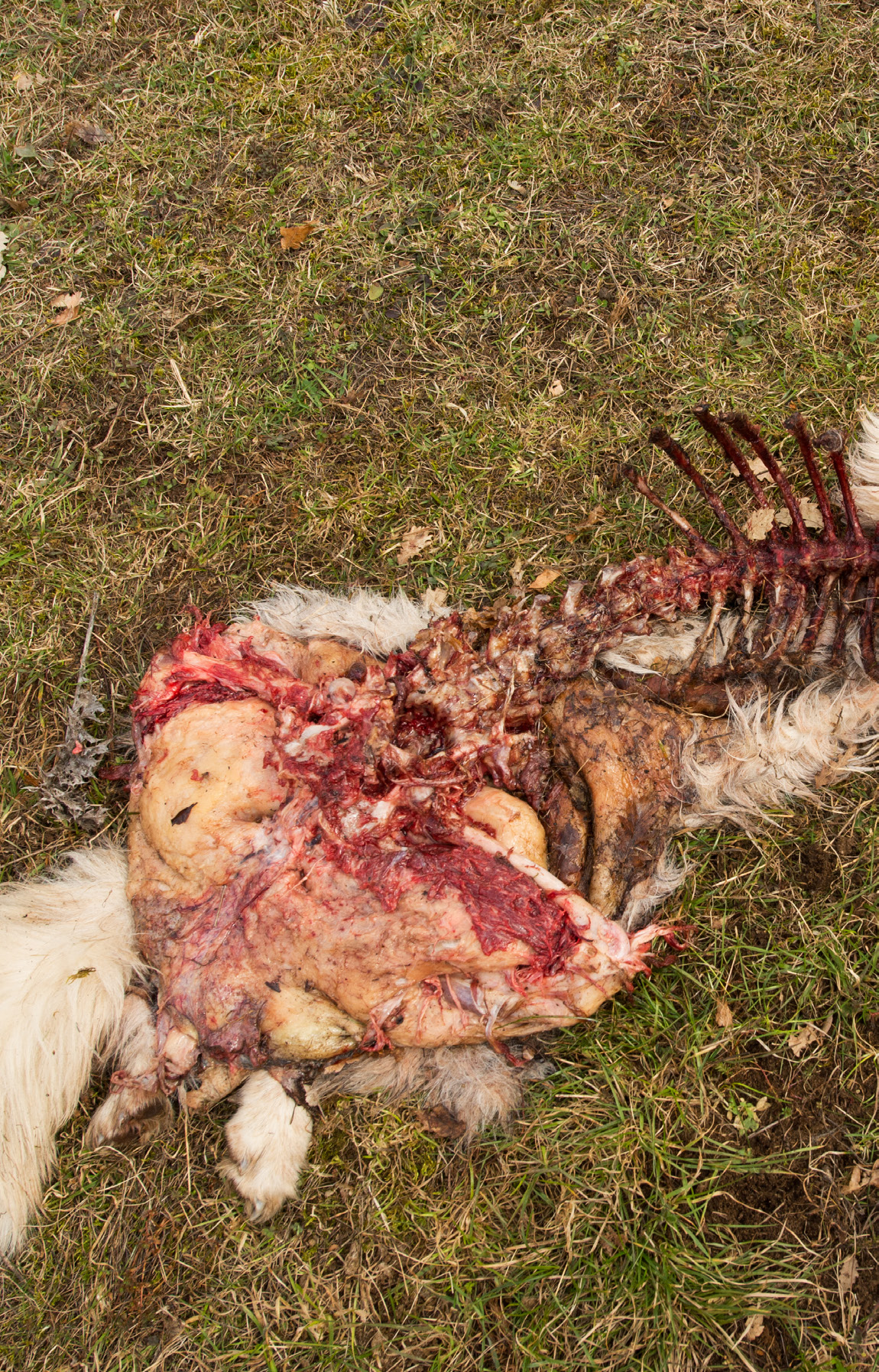 Cane ucciso dal lupo, Appennino Centrale