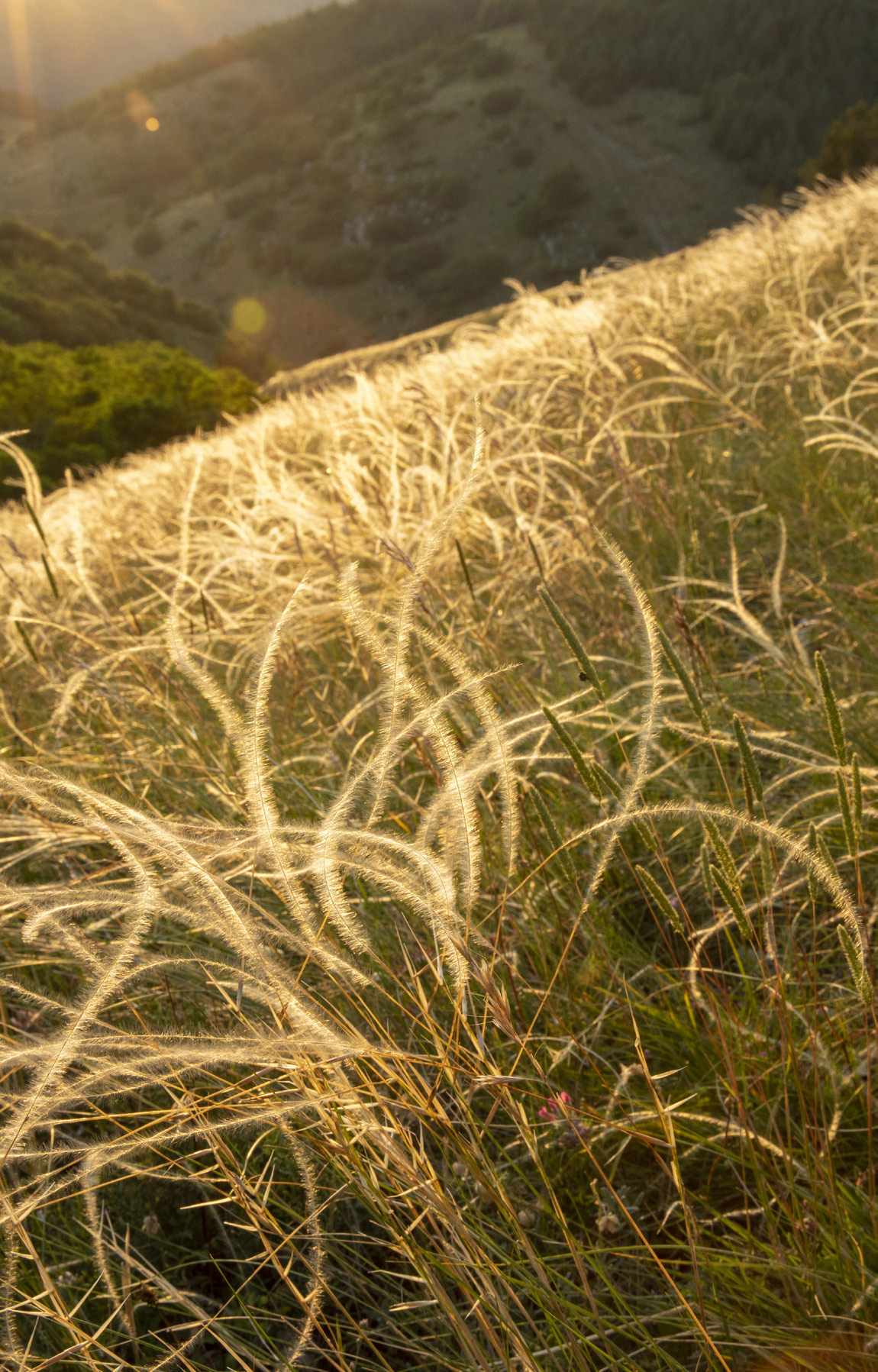 Erba piuma che fiorisce nel corridoio della fauna selvatica, Appennino Centrale.