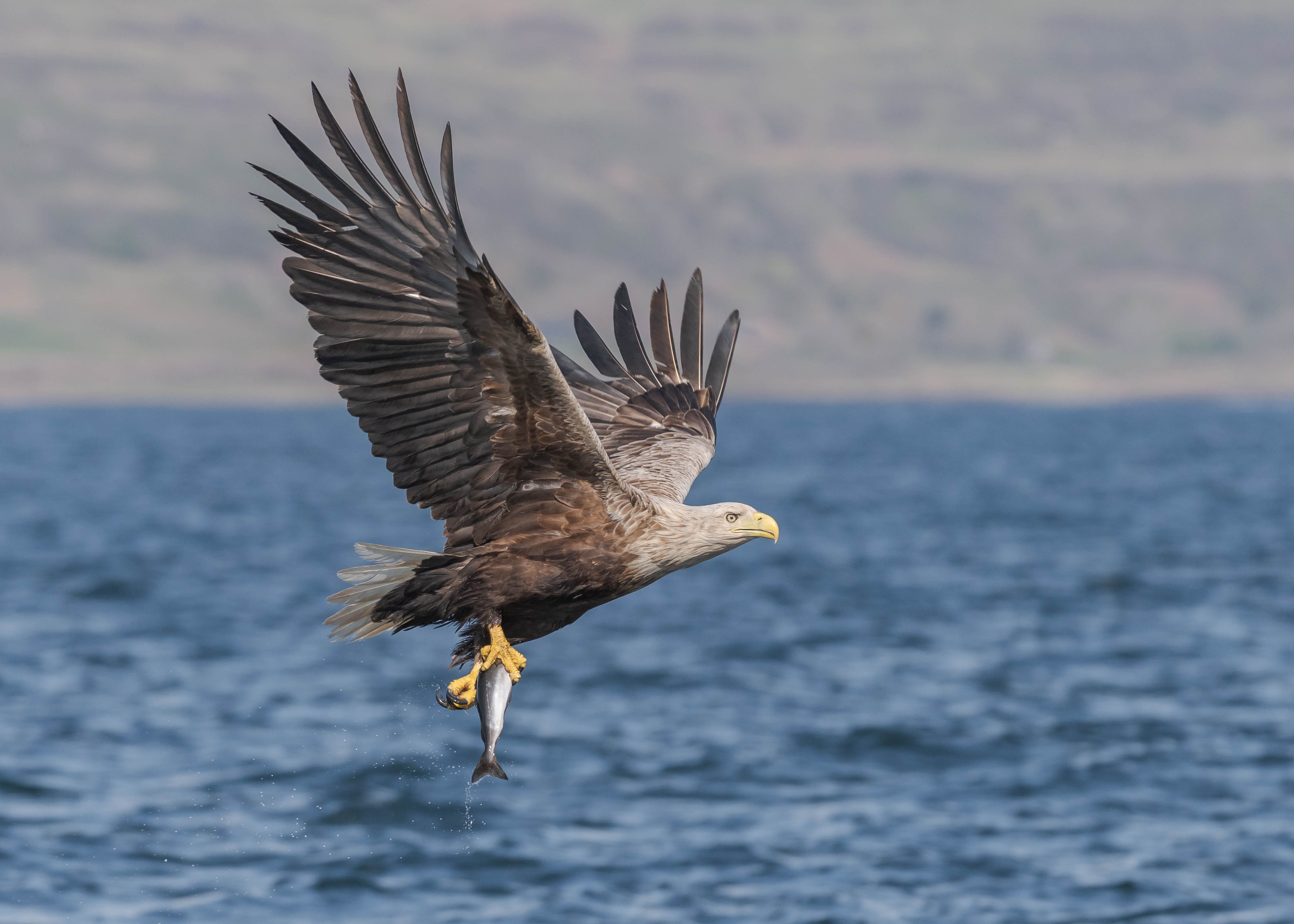 White-Tailed Eagles