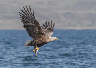 White-Tailed Eagles