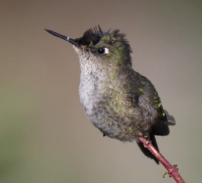 This is an image of a hummingbird feeding