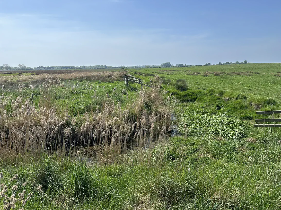 On the ground at High Fen: a glimpse into the future of rewilding and Biodiversity Net Gain