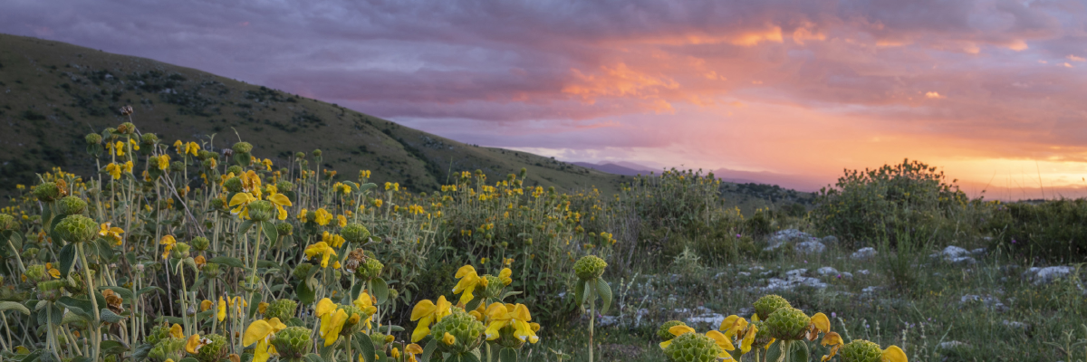 Rewilding in Italia