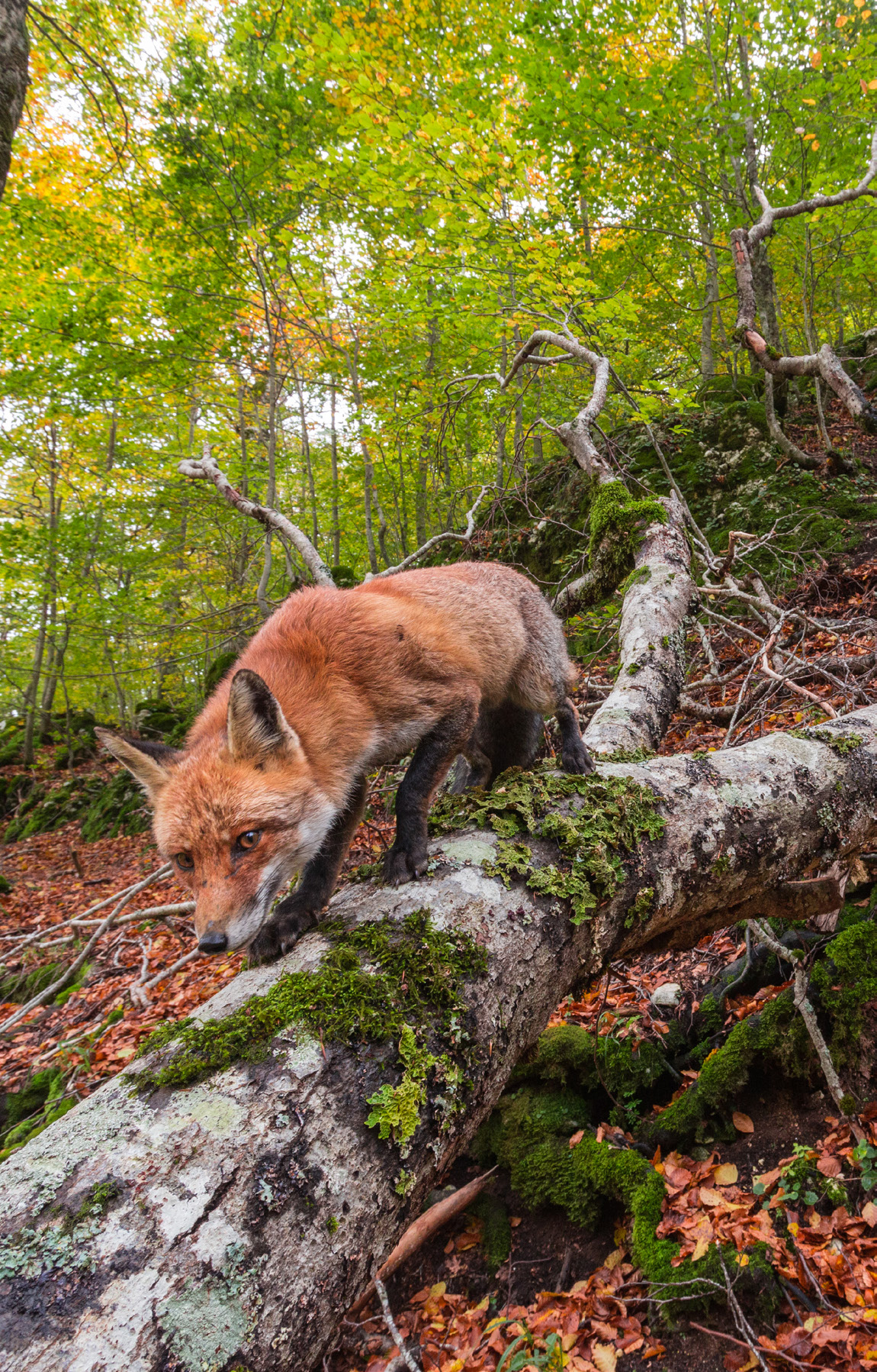 Volpe rossa nella faggeta, Appennino centrale.