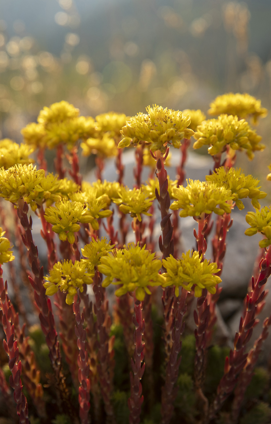 Borracina, Appennino centrale.
