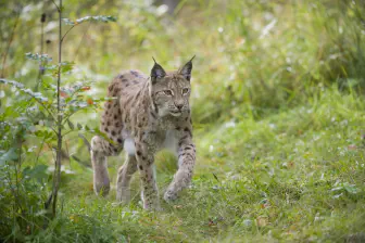 New research shows Northerners and people of Scottish borders support reintroducing lynx to the region