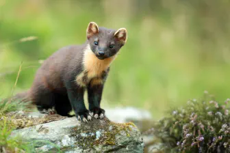 The Economics of Species Reintroductions