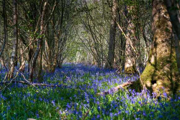 Lifescape challenges Government attempt to weaken biodiversity net gain through planning policy