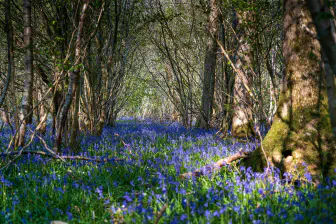 Lifescape challenges Government attempt to weaken biodiversity net gain through planning policy