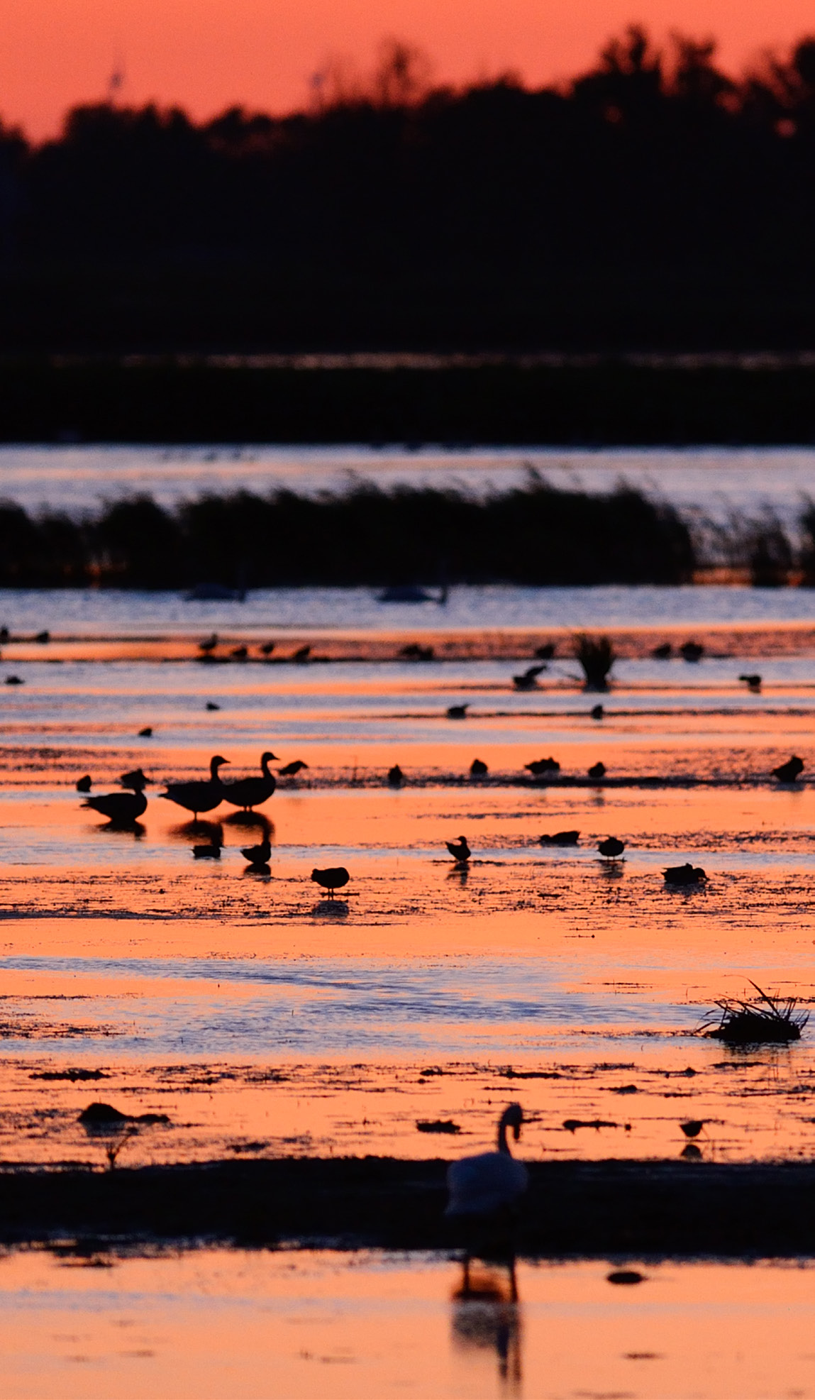 Łabędź niemy (Cygnus olor), delta Odry/rzeka Odra.