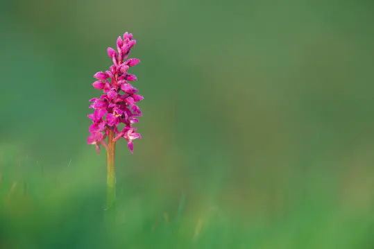 Invasive and Protected Plant Species