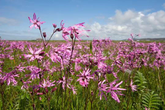 Invasive and Protected Plant Species