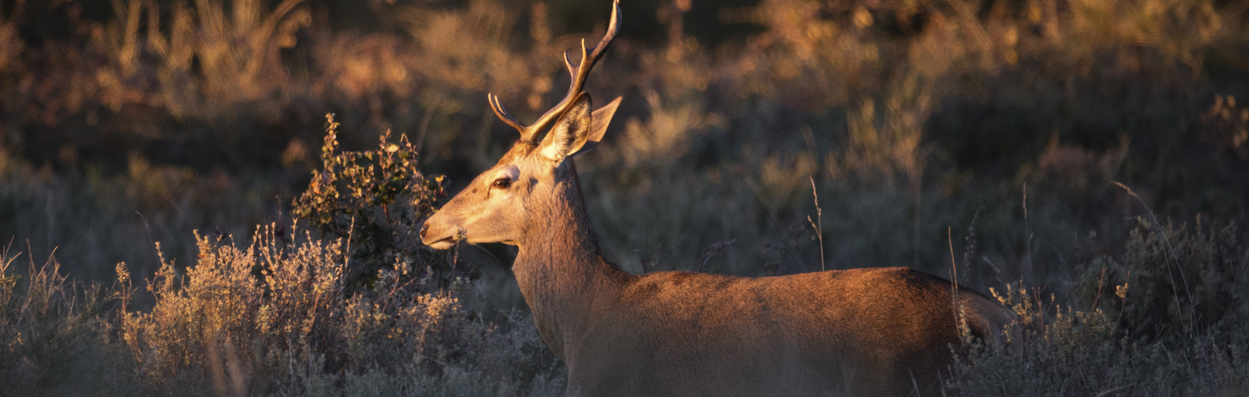 Rewilding em Portugal