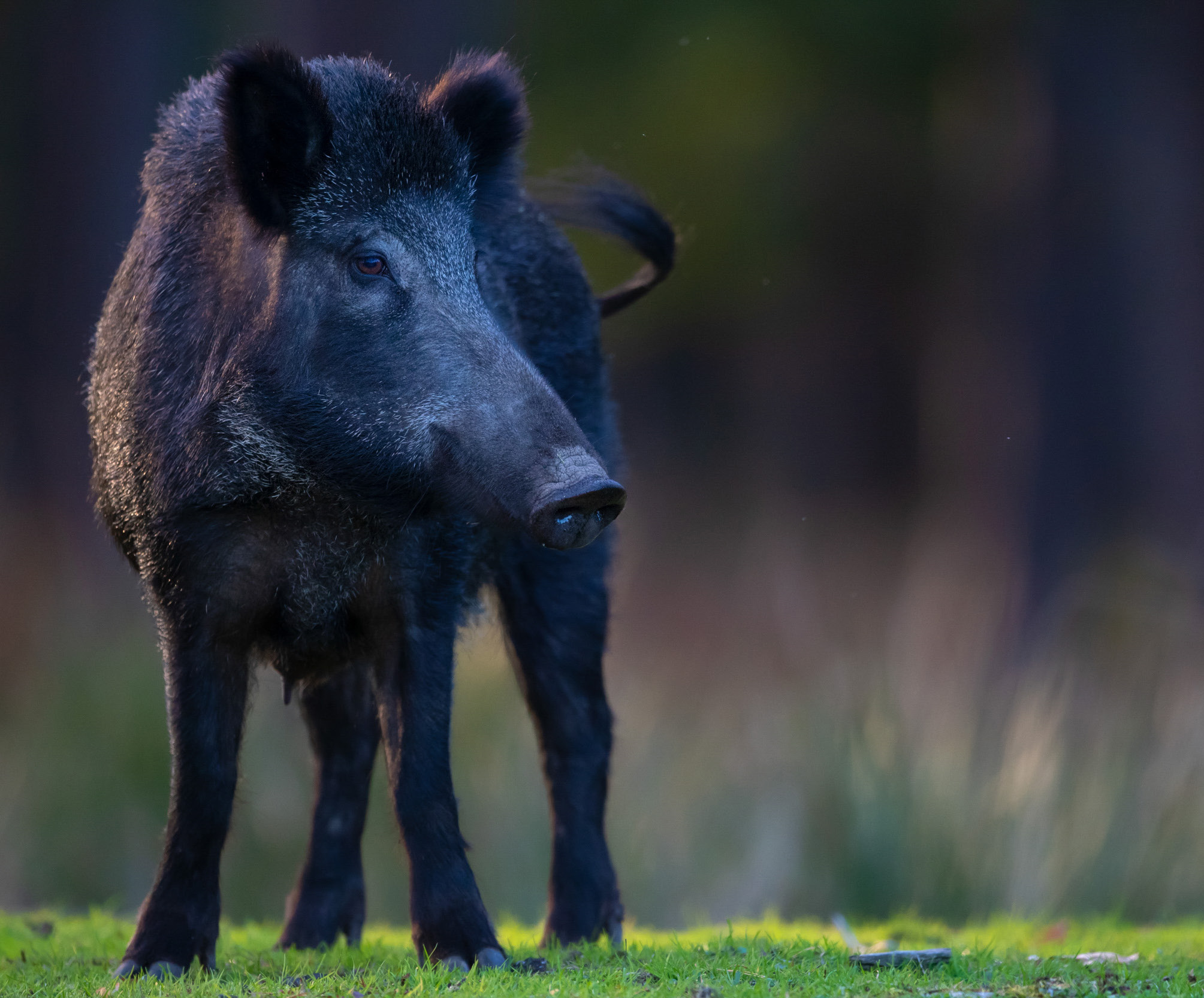 Javali (Sus scrofa) fêmea.