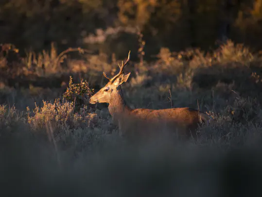 Hunting