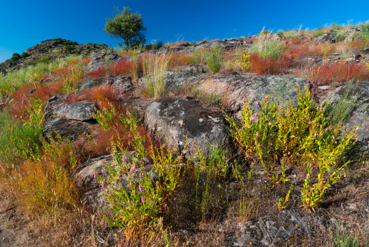 Land and Wildfires