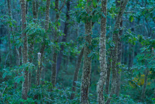 Forests and Flora 