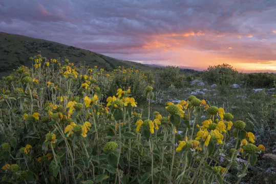 Obtaining Land and Legal Protections for Wild Land