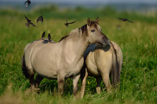 Protected Areas