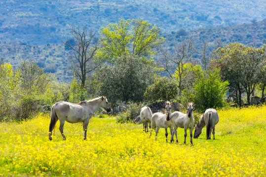 Grazing Rights