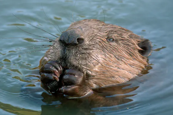 Success in Our Beaver Judicial Review with Trees for Life