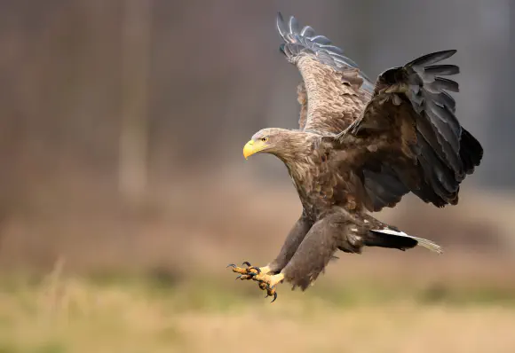 White-Tailed Eagles