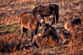 Large Herbivore Working Group Series Webinar – Exploring the legal frameworks for semi-wild or “kept-wild” large herbivores