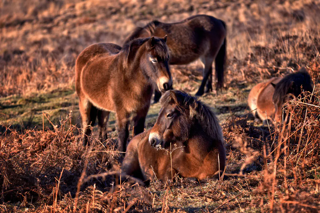 Large Herbivore Working Group Series Webinar – Exploring the legal frameworks for semi-wild or “kept-wild” large herbivores