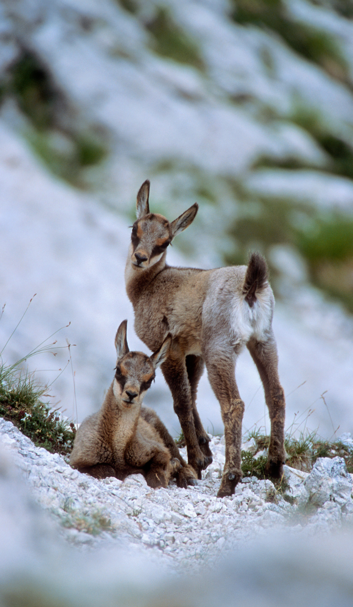 Camoscio dell’Appennino/Abruzzo di poche settimane bambini, Appennino Centrale.